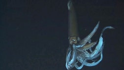 Discovery Channel has released the first clip from its upcoming documentary about the elusive giant squid, which can grow to a monstrous  feet in length and is likely the source of the Nordic legend of the kraken.